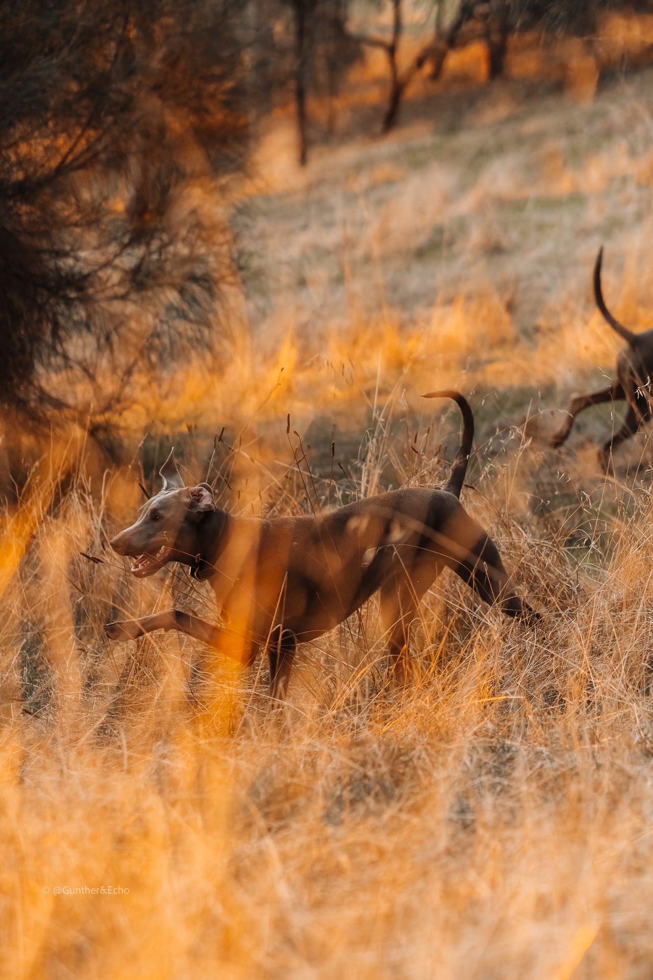 Weimaraner running in long grass