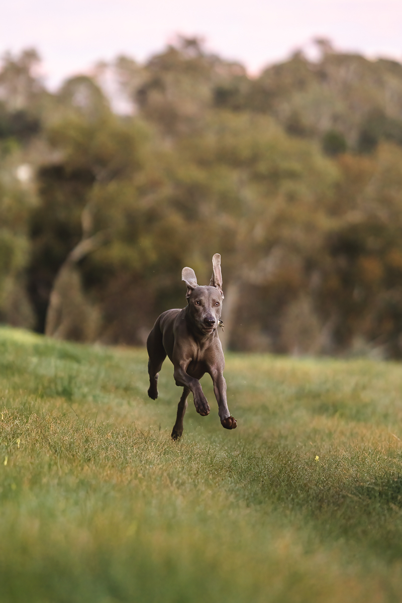 ECHO RUNNING IN OPEN FIELD