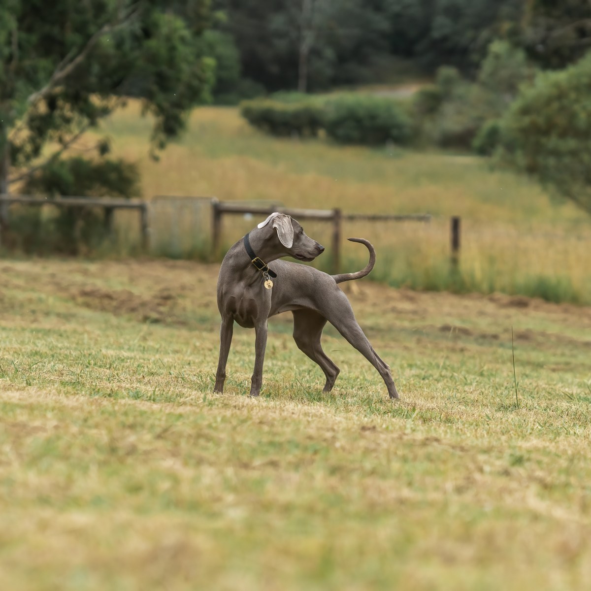Understanding Bloat in&nbsp;Weimaraners:
