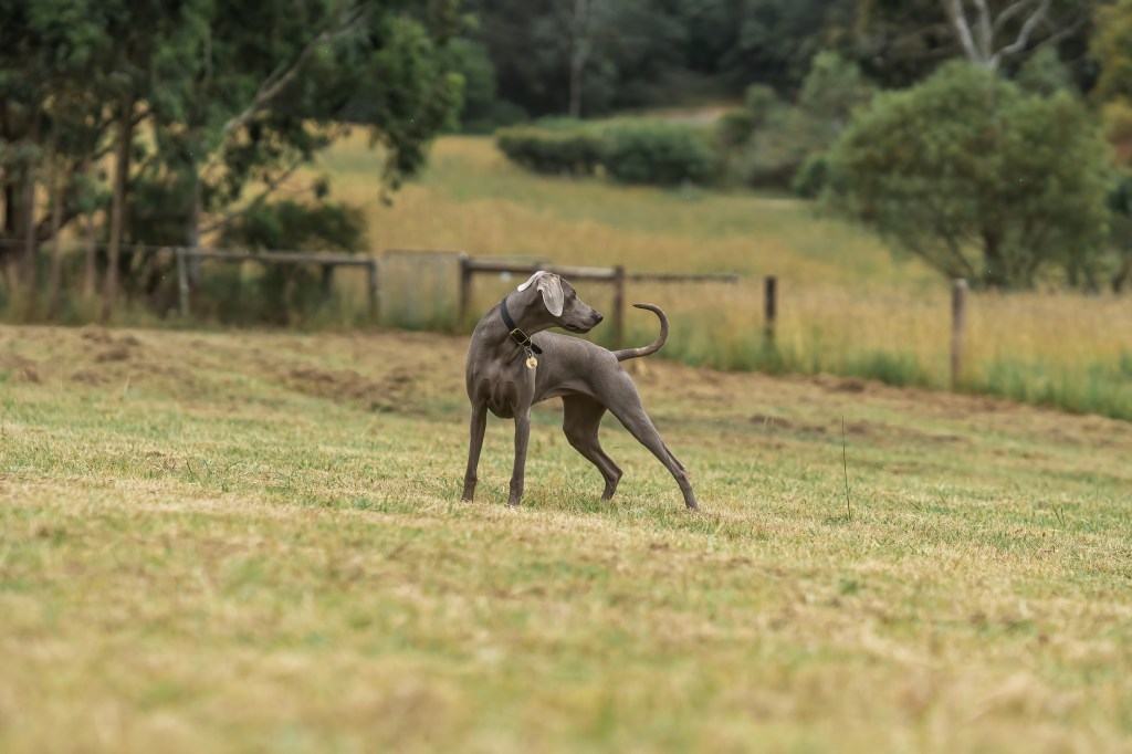 Weimaraner standing tall in paddock