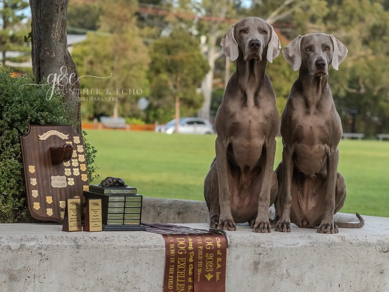 Weimaraner and perpetual trophy awards 2023