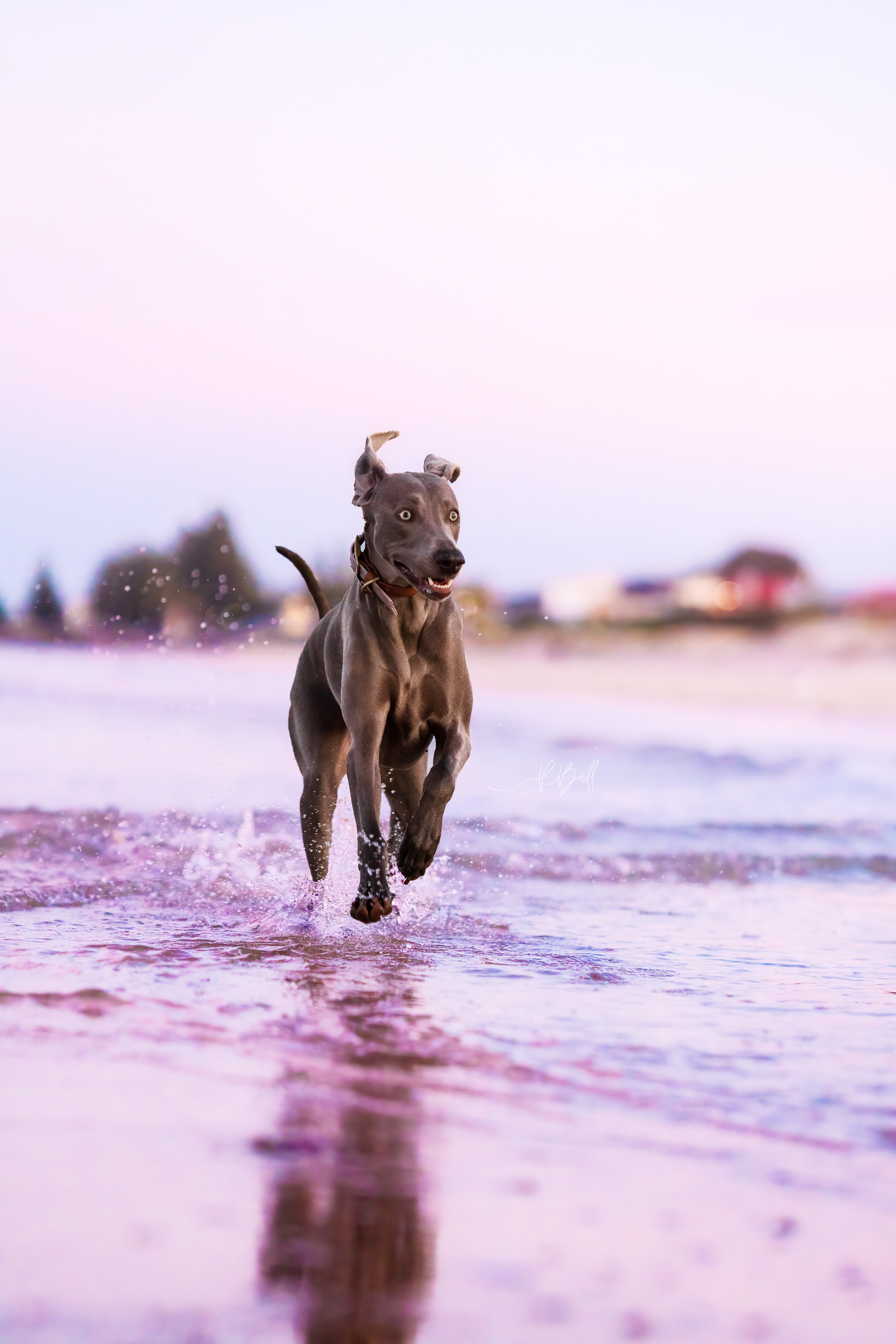 ECHO RUNNING THROUGH THE SUNSET BEACH WATER