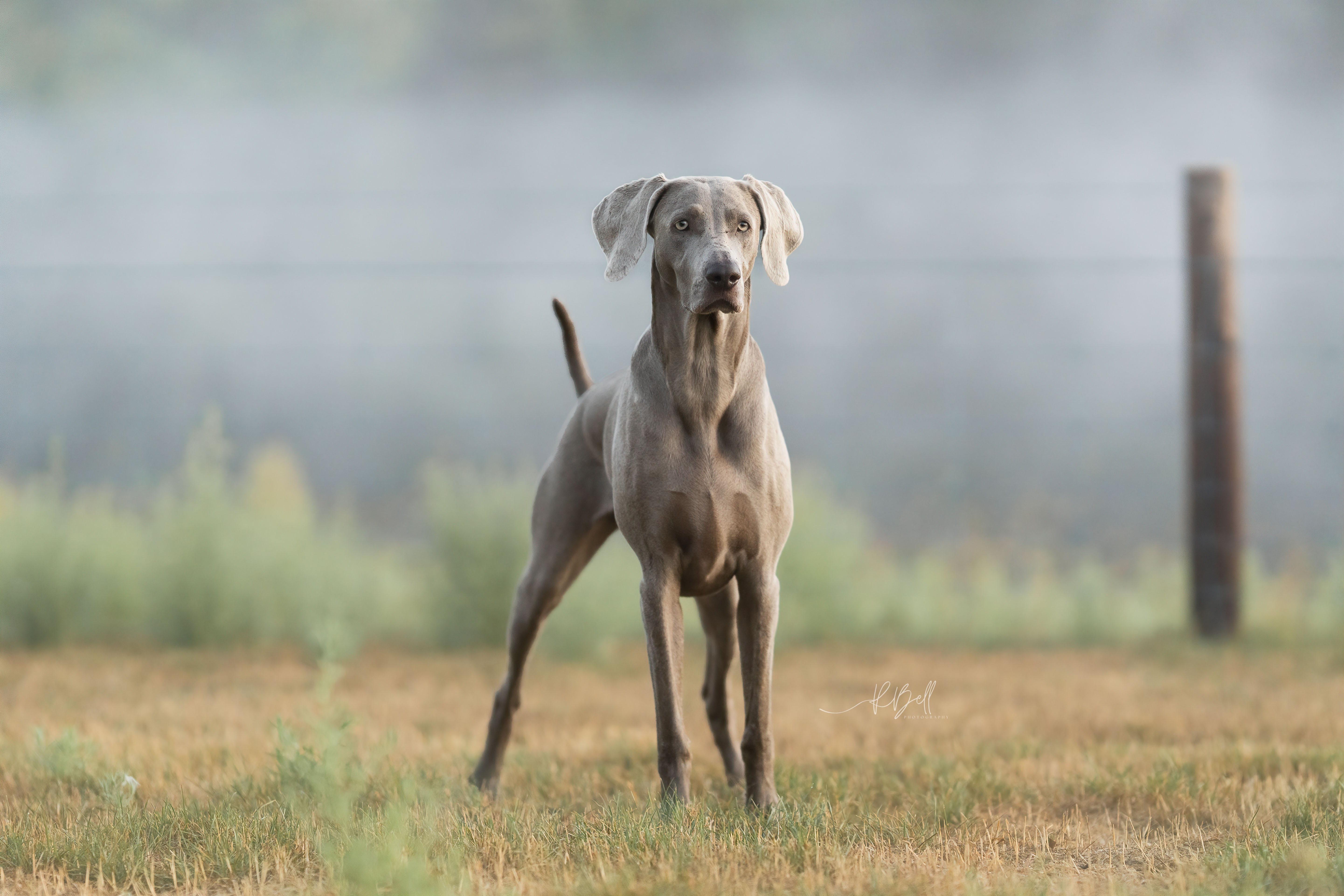 ECHO STANDING TALL IN A FEILD WITH FOG BEHIND HER