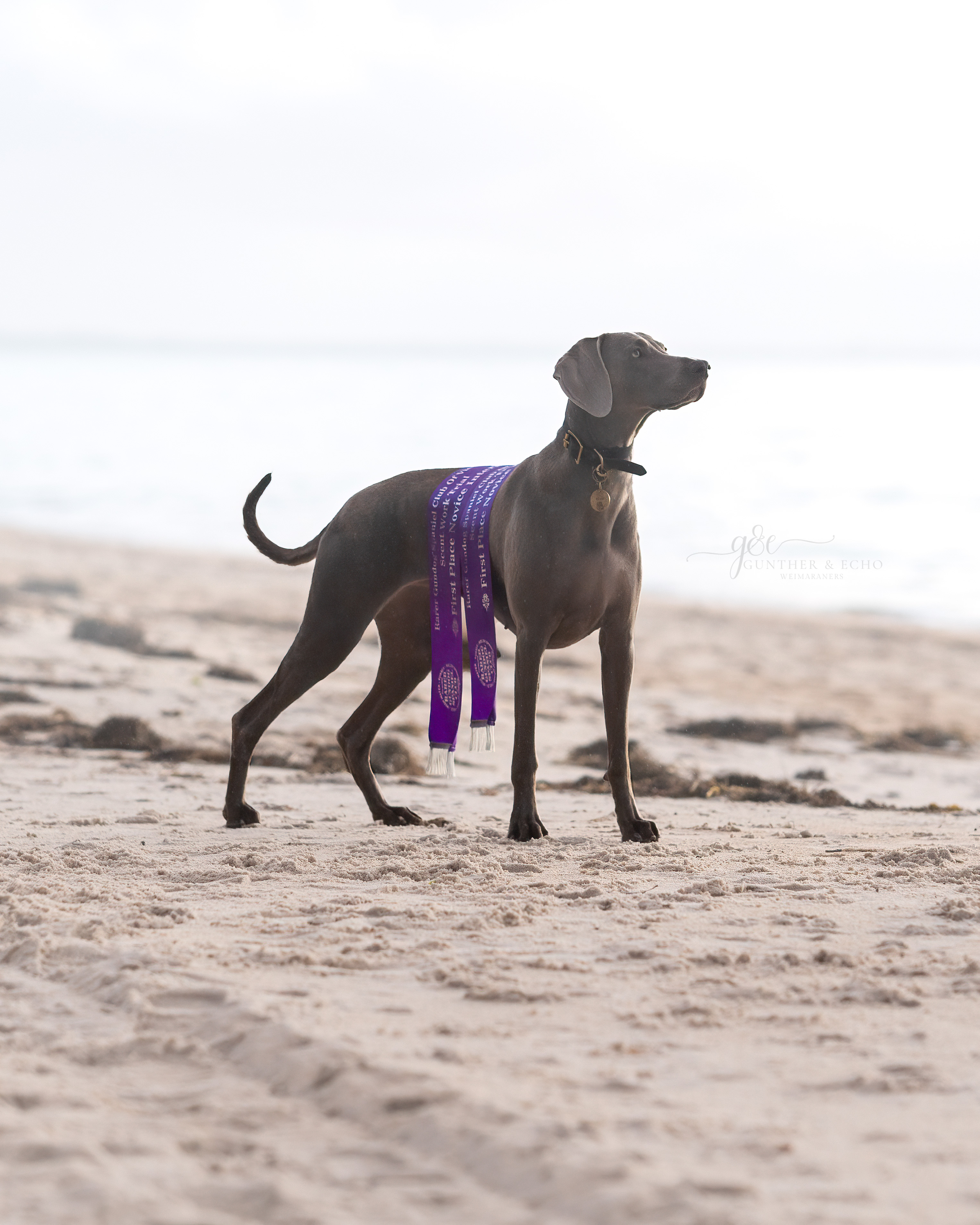 Ashlaren Echo first place Scent Work ribbons