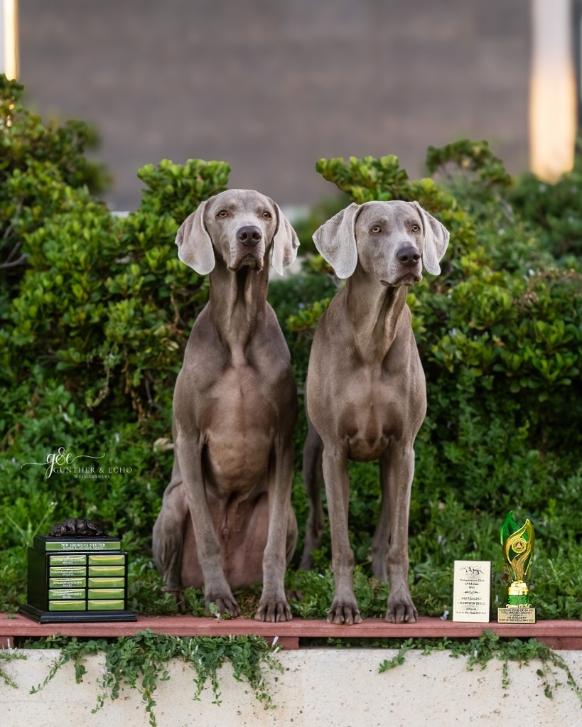 Weimaraner and perpetual trophy awards 2024