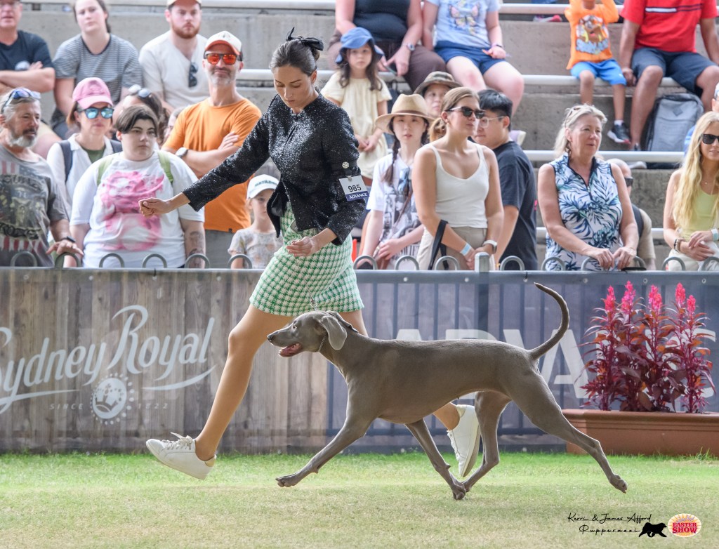 SYDNEY ROYAL SHOW. WEIMARANER MOVING IN THE RING