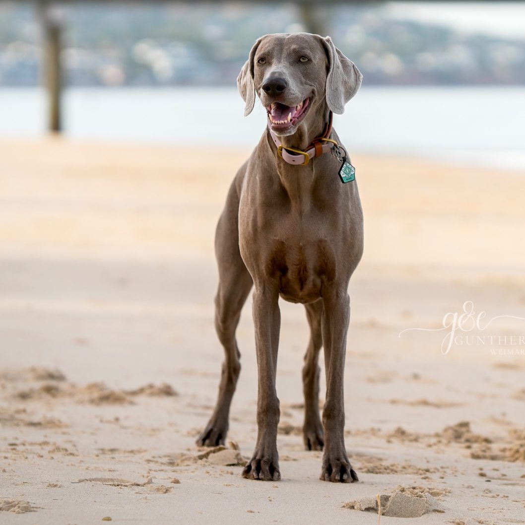 ECHO STANDING ON THE BEACH