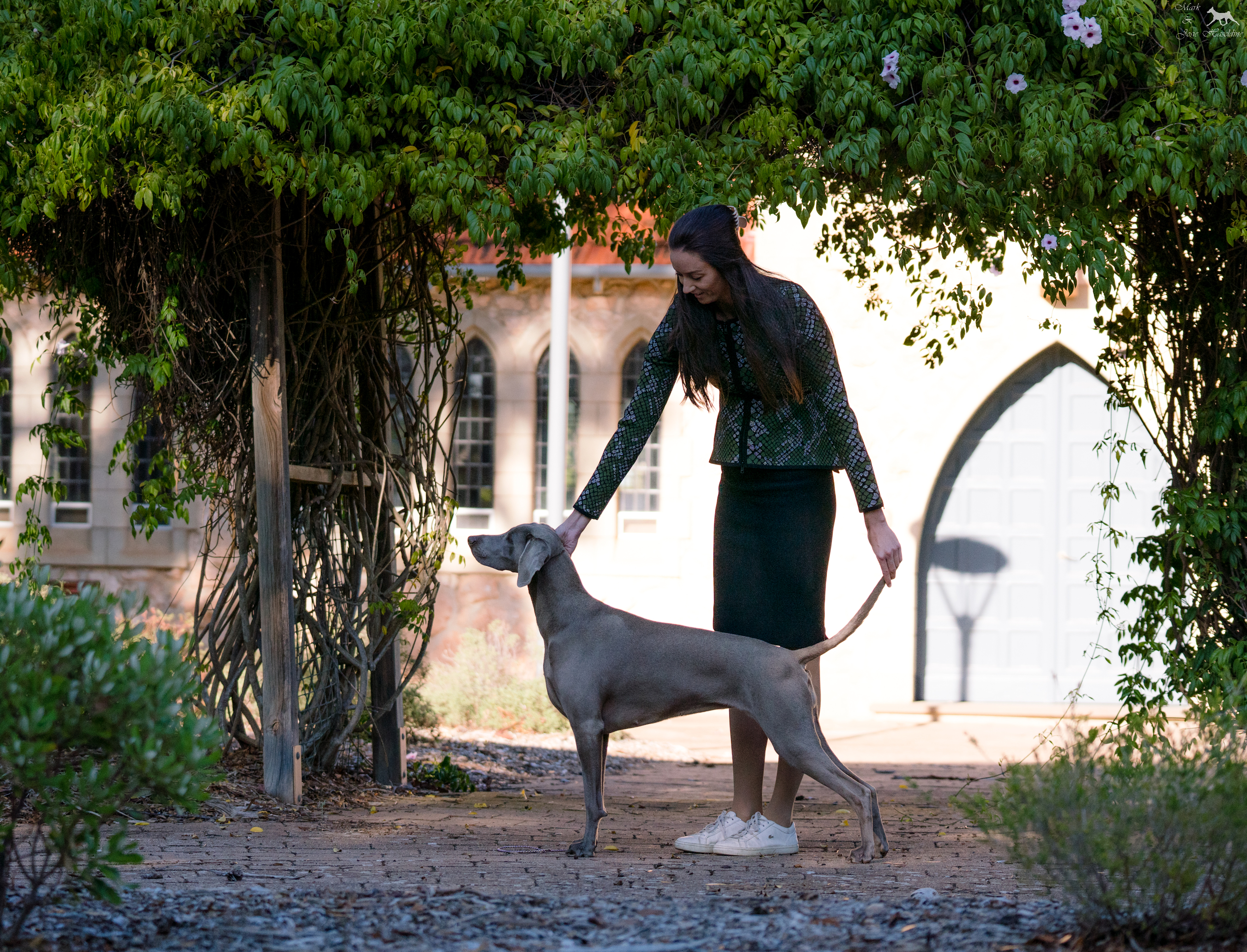 Weimaraner standing in show stack