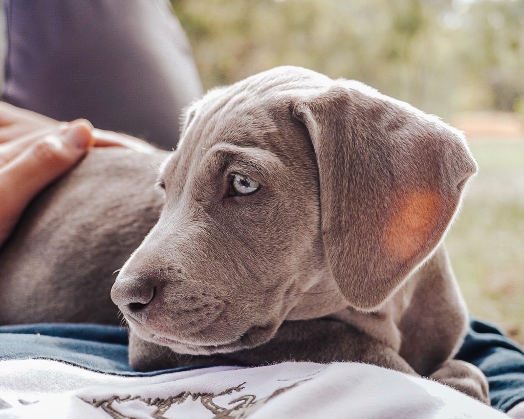 ECHO BABY PUPPY
