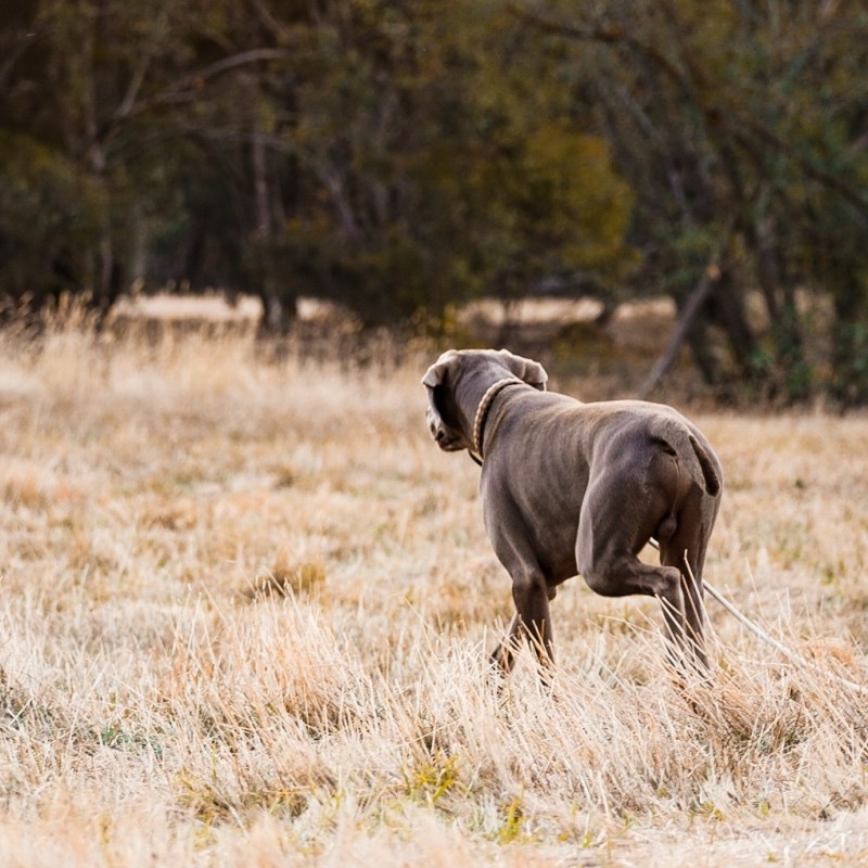 FAQs About Weimaraner: