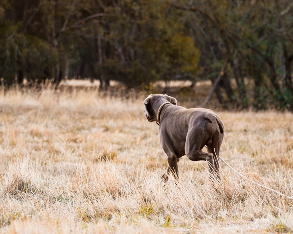 Weimaraner stalking in the grass