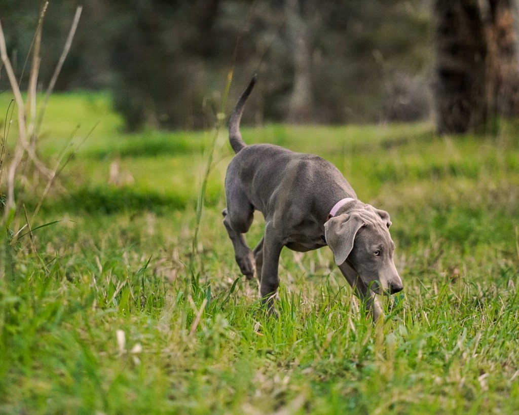 Weimaraner puppy sniffing the grass