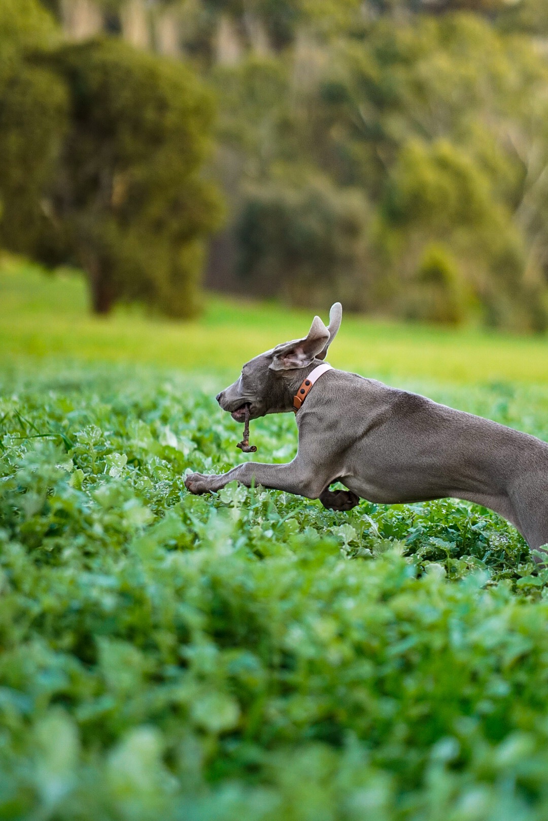 WEIMARANER BOUNDING THROUGH THE LONG GRASS