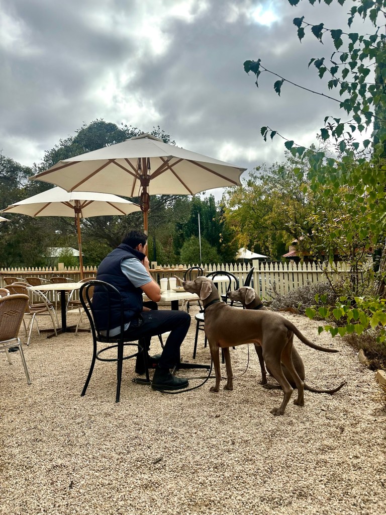WEIMARANERS AT CAFE WITH OWNER