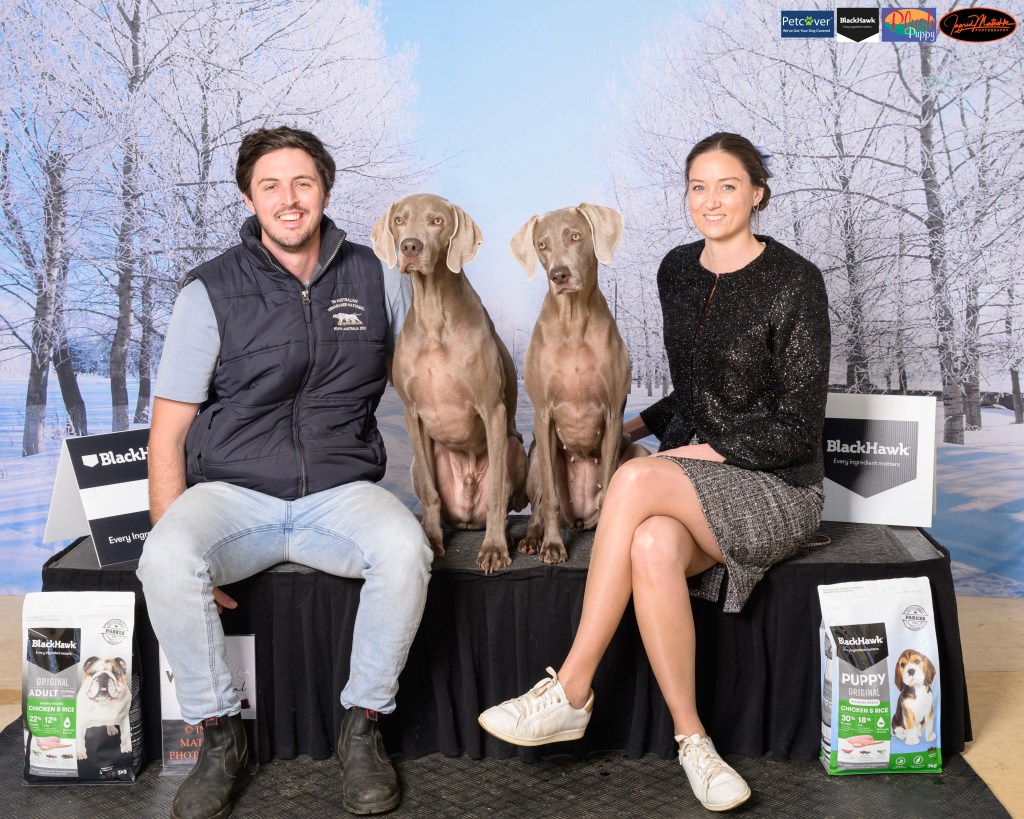 WEIMARANERS AND OWNERS SITTING ON PODIUM AT SHOW