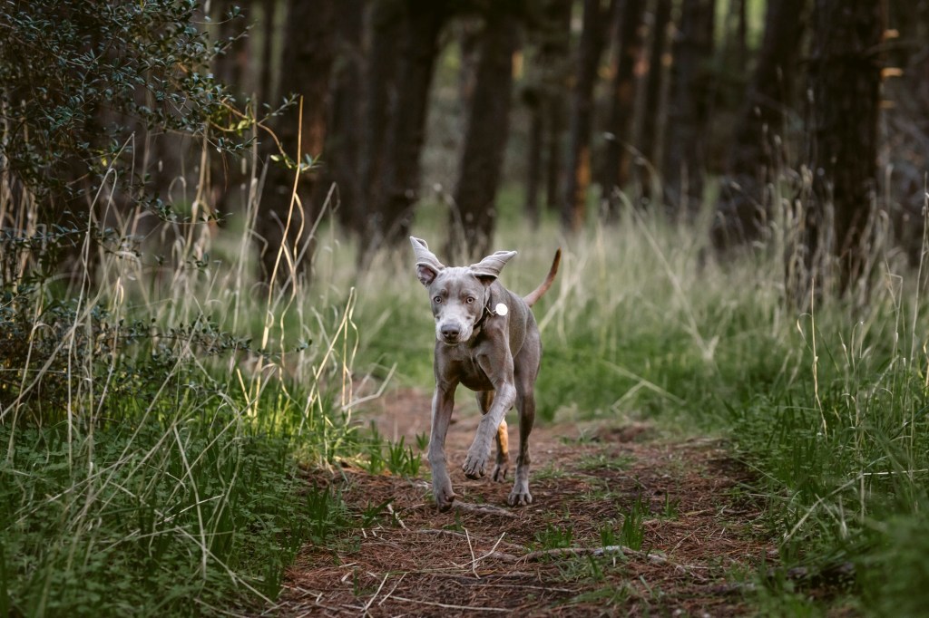 WEIMARANER RUNNING TOWARD CAMERA ON WOODLANDS TRAIL
