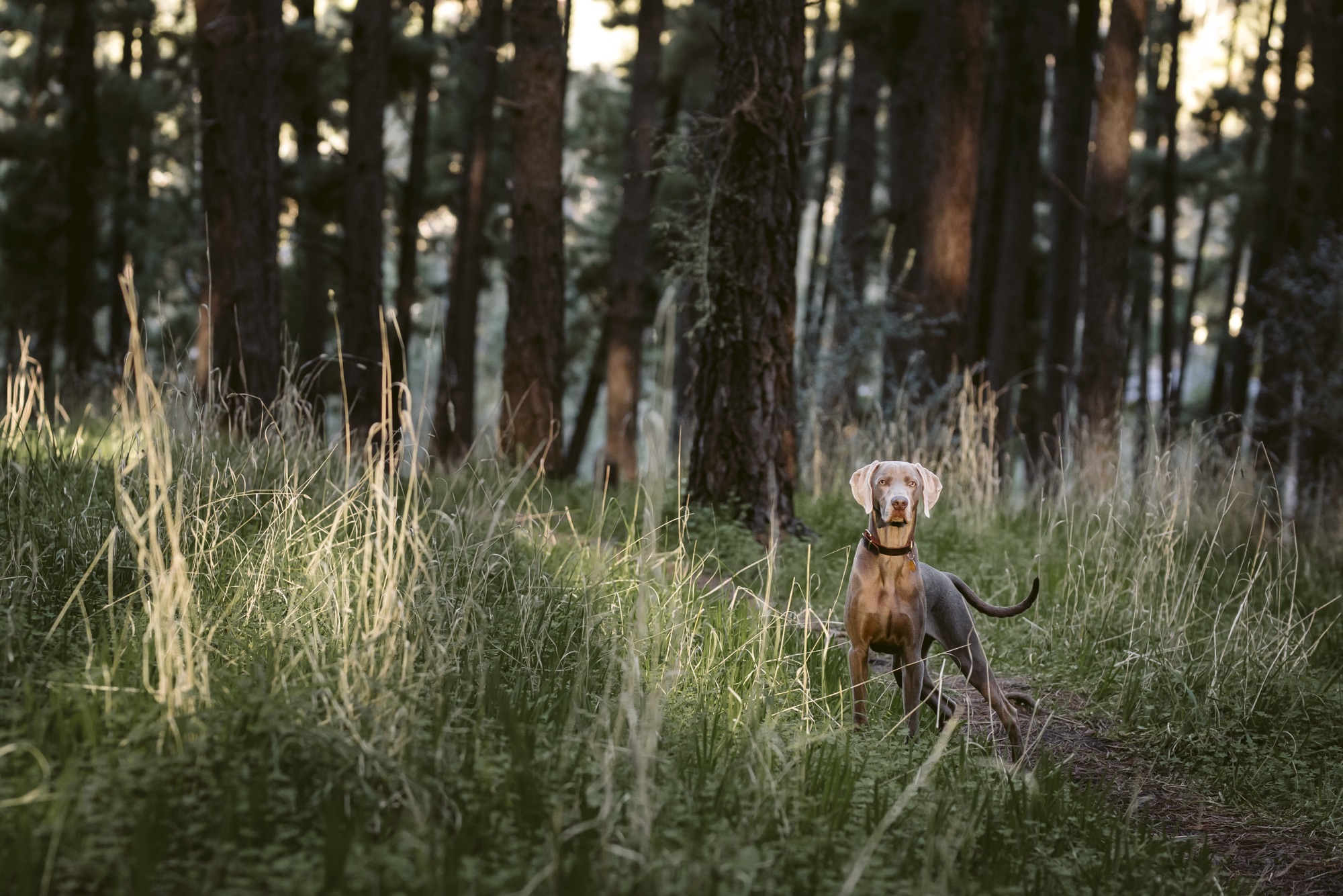WEIMARANER STANDING IN LONG GRASS
