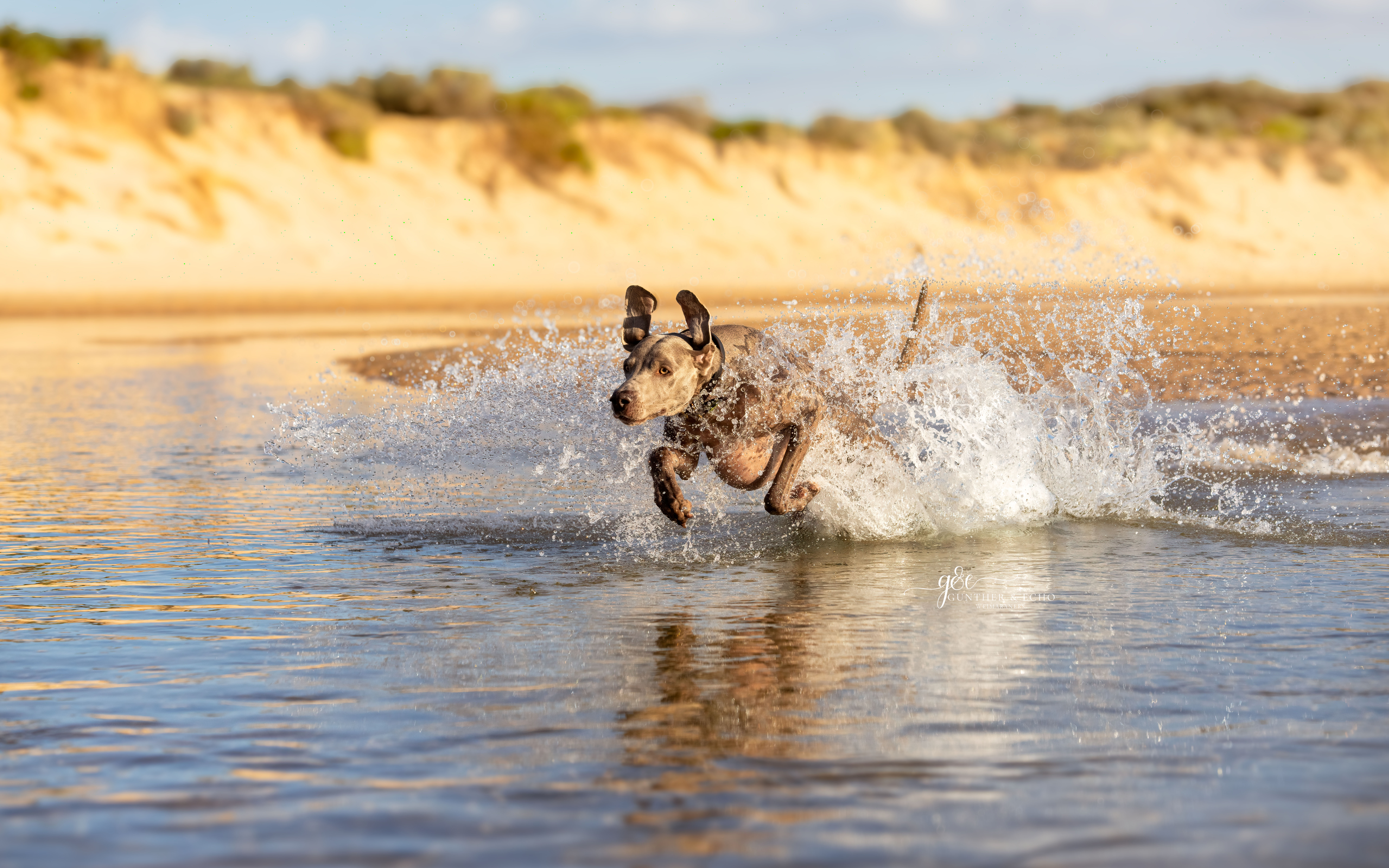 Weimaraner running through water
