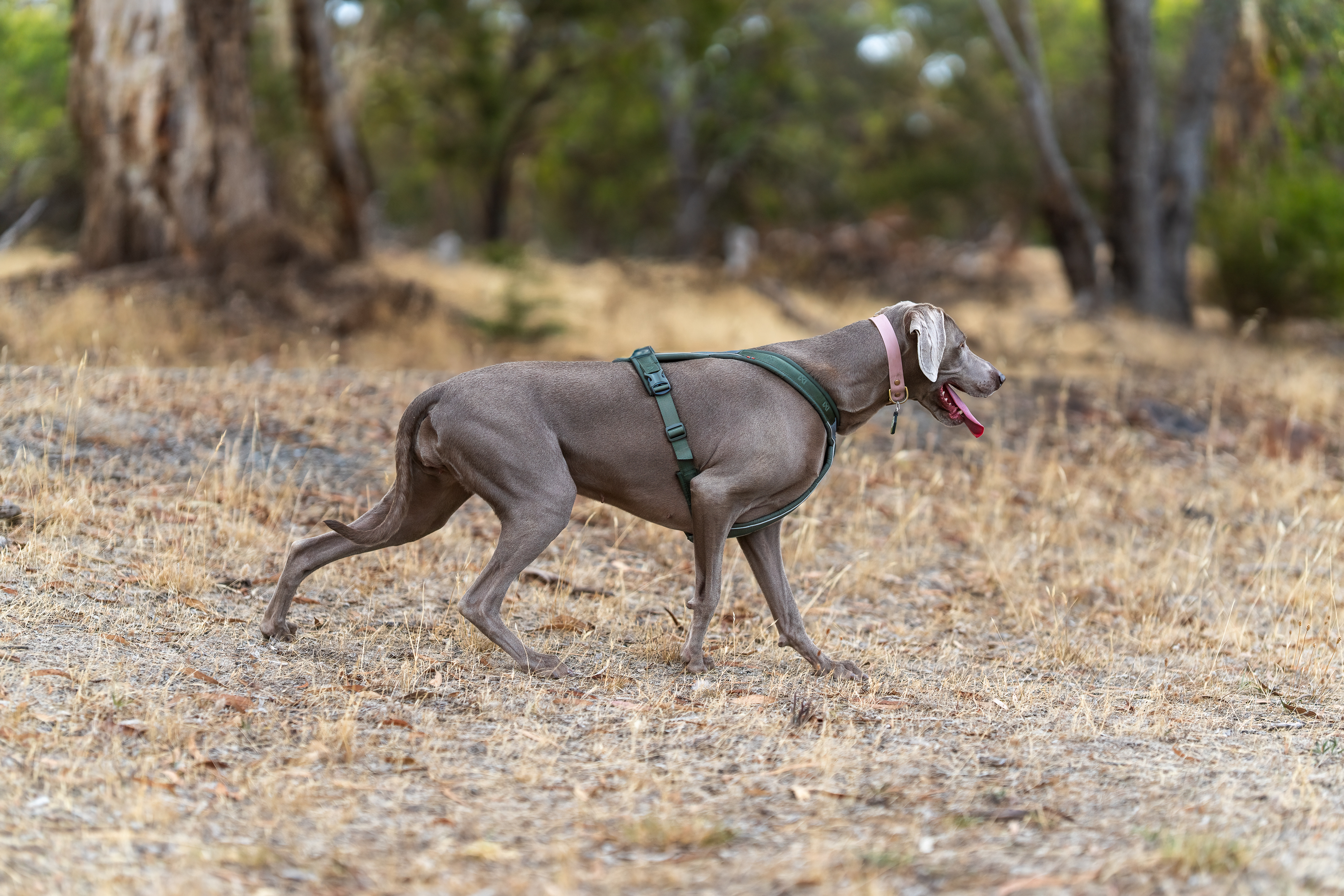 Weimaraner stalking in shrub