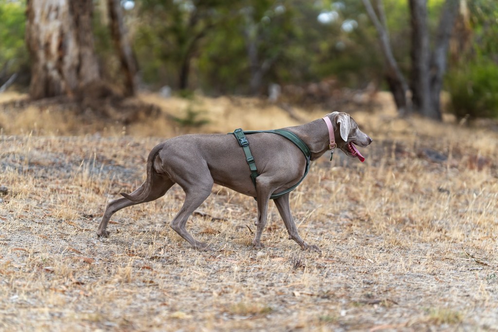 Weimaraner stalking in grass