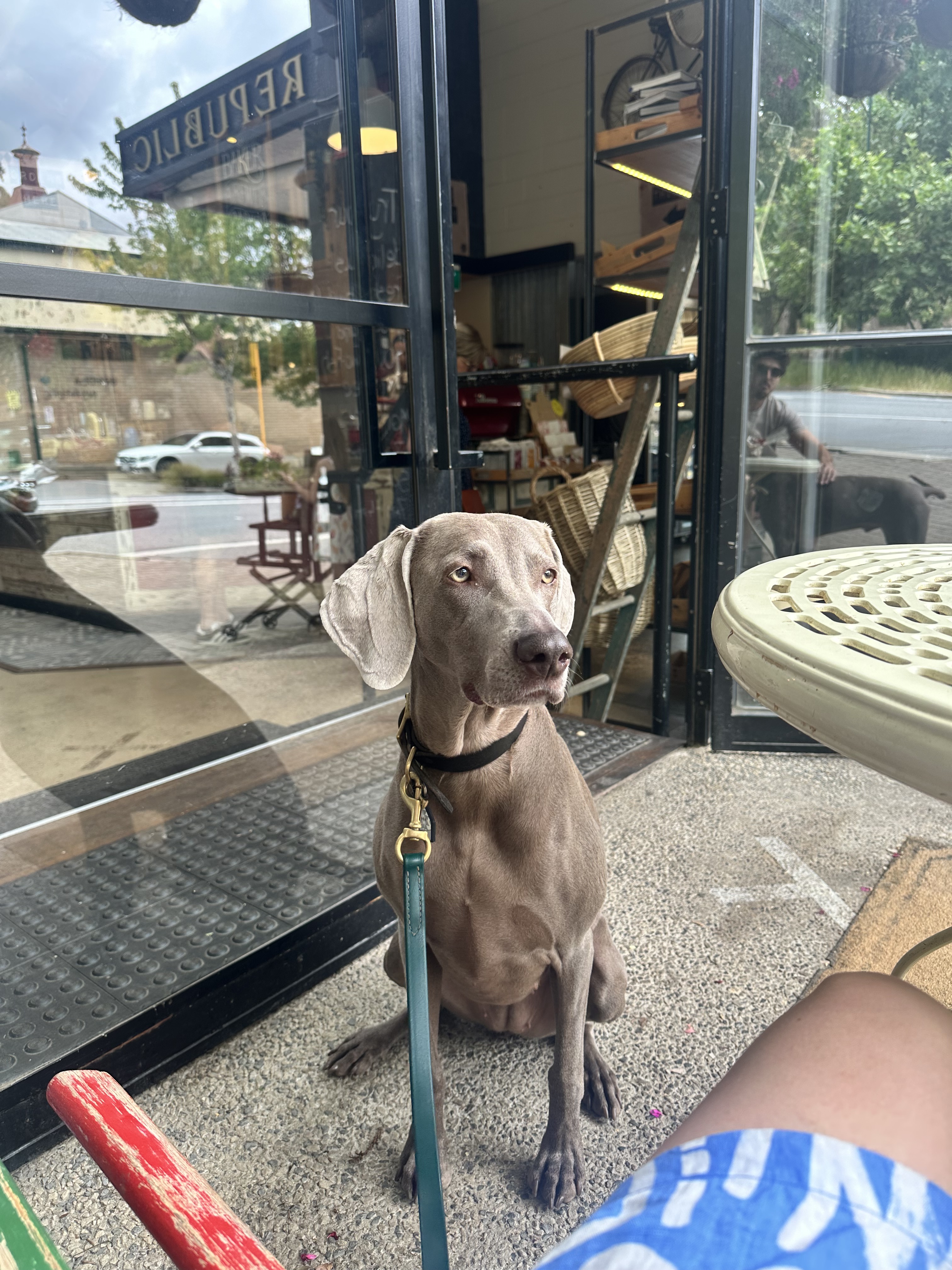 Adult Weimaraner sitting at cafe