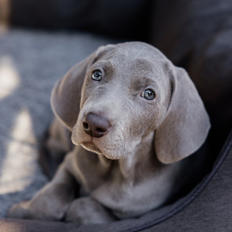 Understanding Weimaraner Puppies: