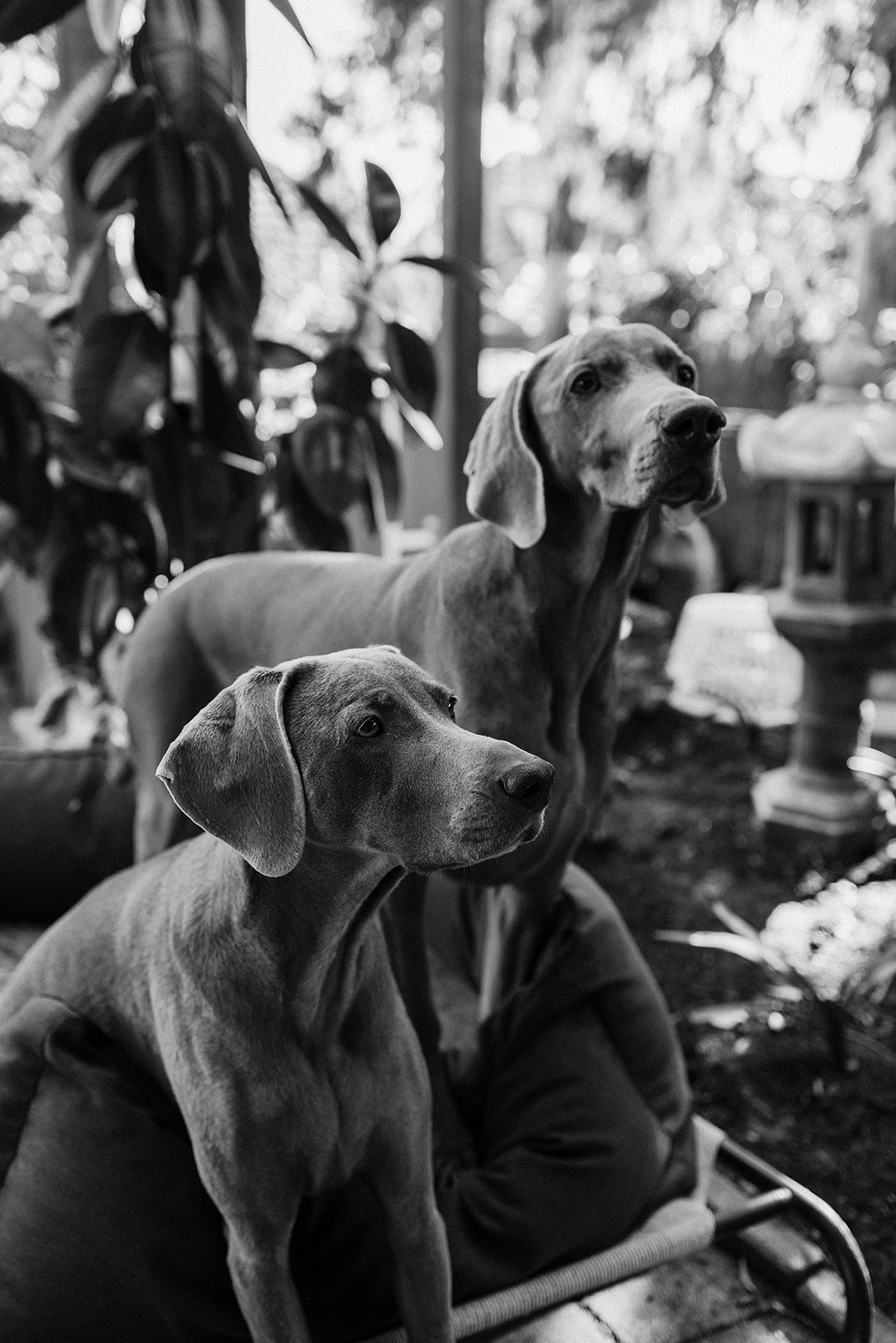 Two Weimaraners sitting on outdoor bed together