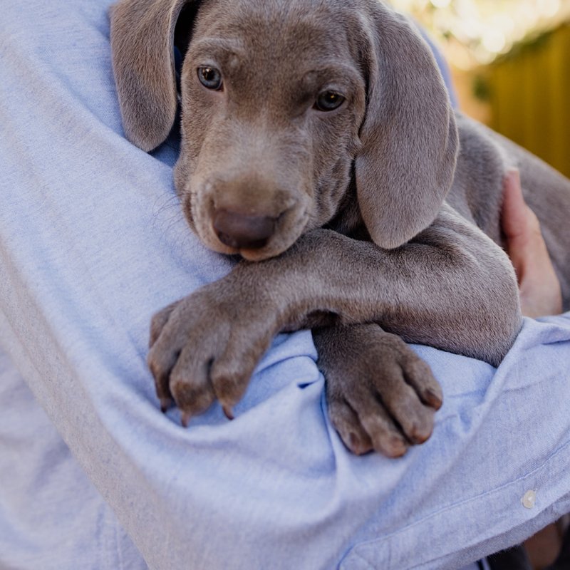 6 tips when looking for a Weimaraner&nbsp;Breeder