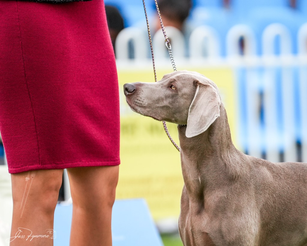 Weimaraner Royal Show