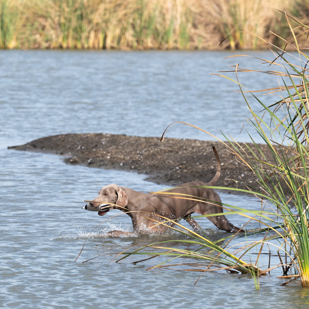 FAQs About Weimaraner: